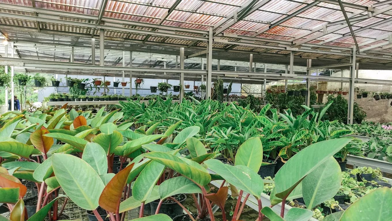 Indoor greenery and tropical plants at Tandur Tandur
