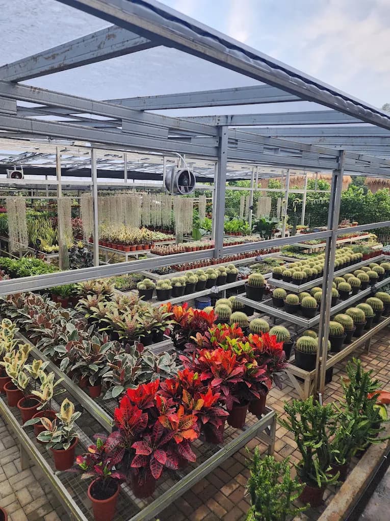 Rows of plants and cactus collections at Tandur Tandur greenhouse