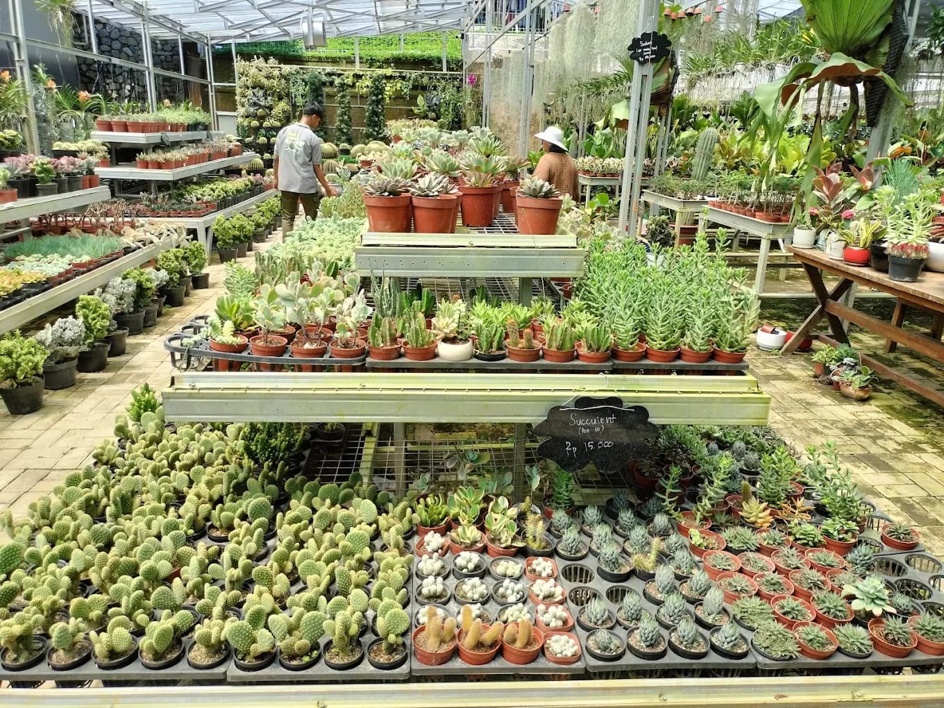 Succulent and cactus display inside Tandur Tandur plant shop