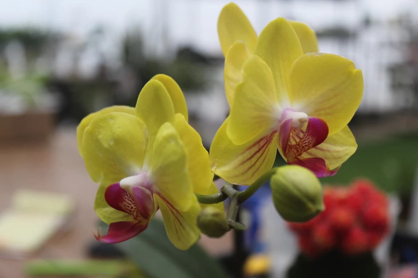 Yellow orchids at Tandur Tandur